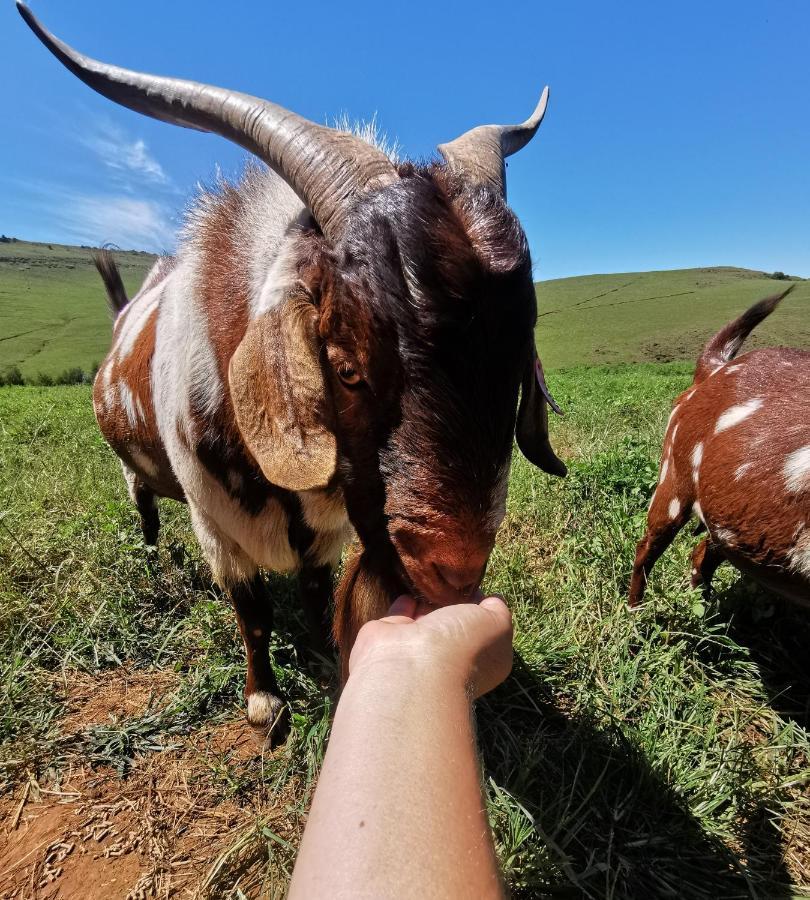 Nguni Moon Tepee Camp Ξενοδοχείο Underberg Εξωτερικό φωτογραφία